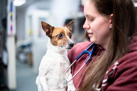 Carolina vet specialists - At Carolina Veterinary Specialists in Rock Hill, our caring, experienced veterinarians and board-certified specialists operate as an extension of your primary care veterinarian. We work cooperatively to provide expert …